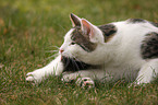 domestic cat preening itself