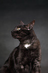 black domestic cat