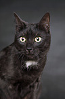 black domestic cat