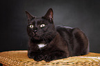 black domestic cat