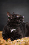 black domestic cat