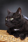 black domestic cat