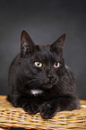 black domestic cat