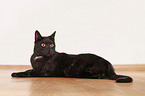 black domestic cat