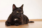 black domestic cat