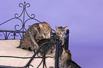 domestic cats