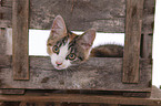 kitten portrait