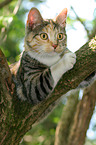 climbing domestic cat