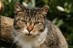 domestic cat portrait