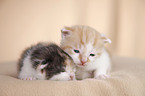 newborn kitten