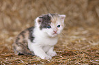 newborn kitten