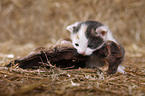 newborn kitten