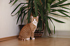 sitting domestic cat