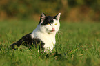 sitting domestic cat