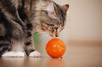 cat with food ball