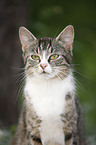 domestic cat portrait