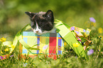 kitten in gift box