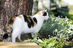 Calico