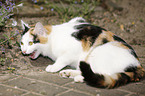 Calico