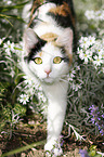 Calico