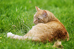 red-tabby cat