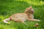 red-tabby cat