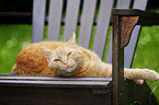 red-tabby cat