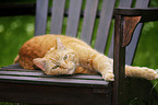 red-tabby cat