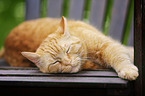 red-tabby cat