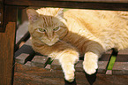 red-tabby cat