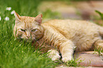 red-tabby cat