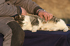 fondling a domestic cat