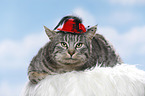 cat with hat