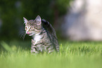 kitten on the meadow