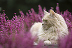 Cat in the heathland