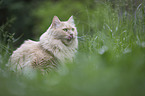 Cat in the grass