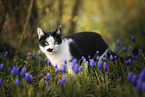 Domestic Cat behind flowers