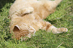 lying Domestic Cat