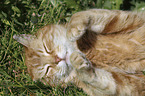 lying Domestic Cat