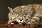 sleeping cat