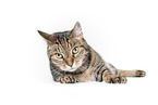 Cat in front of white background