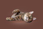 Hauskatze in front of brown background