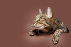 Hauskatze in front of brown background