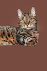 Hauskatze in front of brown background