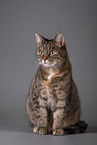 Cat in front of grey background