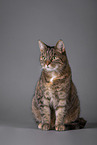 Cat in front of grey background