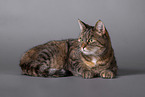 Cat in front of grey background