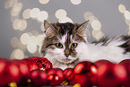 Cat between christmas baubles