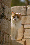 Cat in Spain