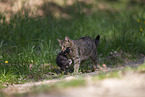 Cat carries away kitten